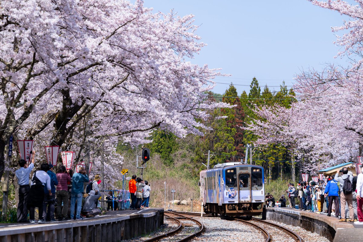 rin9_383's tweet photo. 先週ののと鉄道・能登鹿島駅
震災後も能登鹿島の桜は変わらずキレイでした

#能登さくら駅 
#能登半島地震一日も早い復旧を https://t.co/dUpUEURfl5