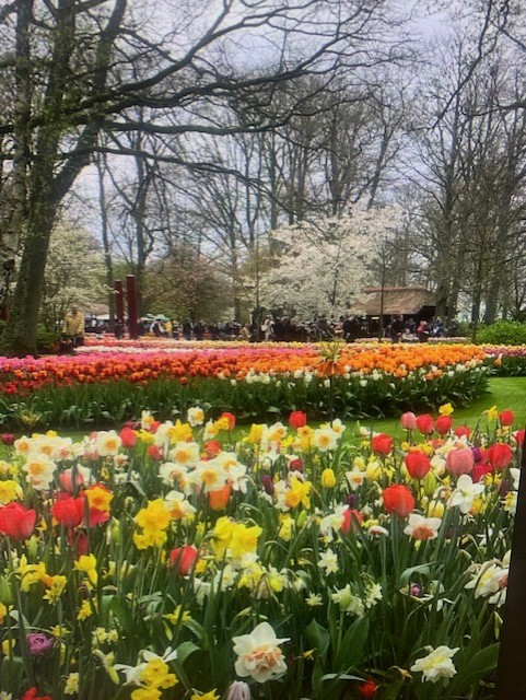 The listener’s photo from Keukenhof in the Netherlands giving the cherry blossom a run for its money.