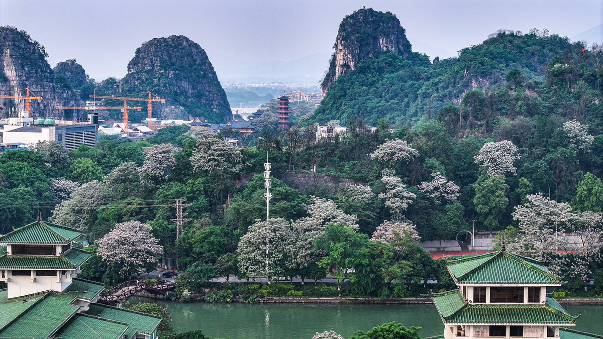 #Guilin is adorned with beautiful flowers that fill the entire city with their fragrance. Combining floral scenery, #karst mountains, and unique architecture creates an unforgettable sight. It is equally as awe-inspiring as the #sakurablossom in Japan. #NihaoChina
cr. 王战飞