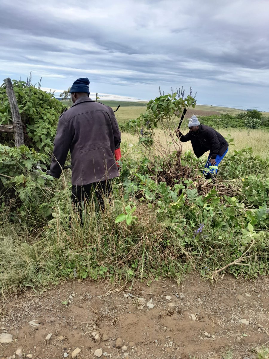 Where necessary, alien plants are being cleared to improve agricultural land and the natural environment. 
africaignite.co.za
#AfricaIgnite #SocialEmploymentFund #WorkforCommonGood #EmpoweringLives #WildCoastFoods #Zutari