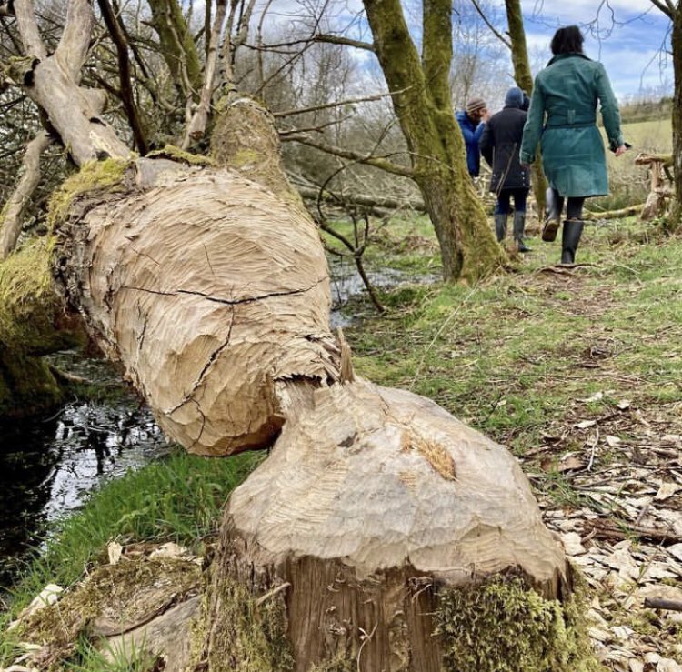 🍂 🦫 Fun day yesterday showing garden design experts the beaver wetlands and considering ways to add a bit of dynamic wildness to their projects. 📸@tracyrichdesign @BeaverTrust @S_KingWild @evabishop @emccandless89 @james_nairne #beaver #beavers #rewilding @PCairnsPhoto