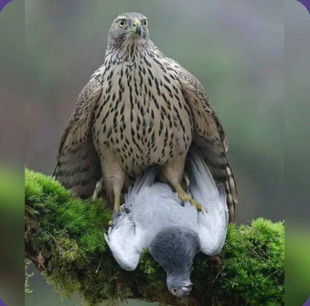 وقتی با دوس دخترت خونه‌ای یهو صدای در میاد