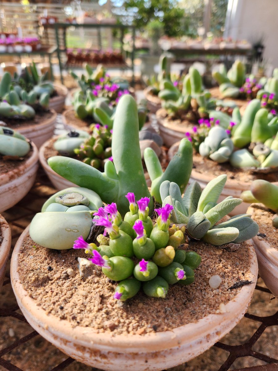 Vetplantjies by die Kokerboom Kwekery op Vanrhynsdorp.