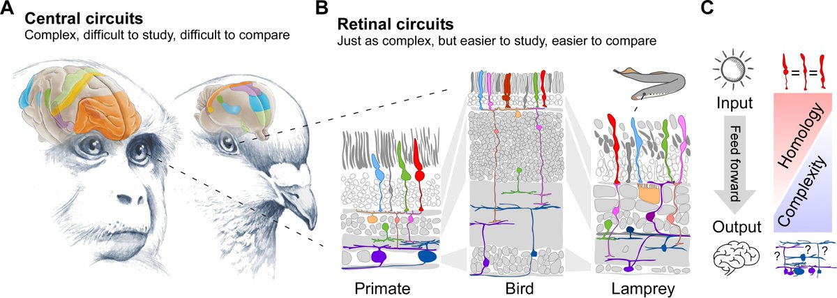 How does computation in the brain evolve? In a new review I argue that studying retinal circuits across species may just hold some key answers: shorturl.at/wFMT9