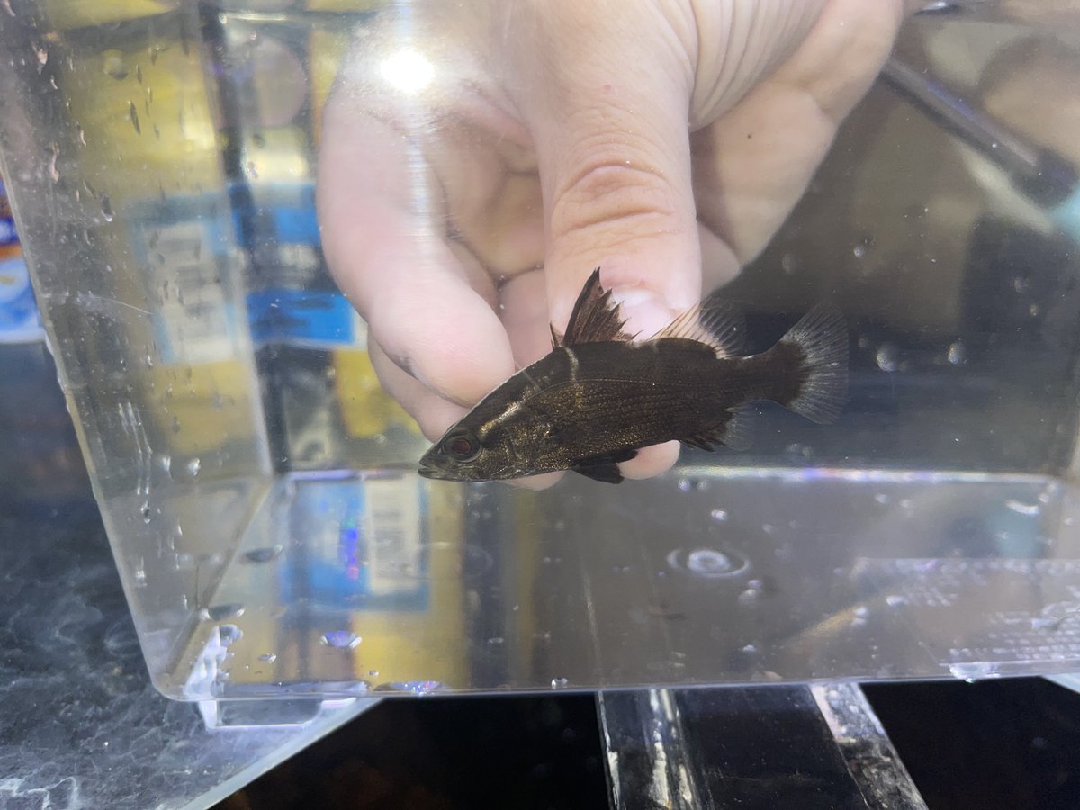 四万十アカメ売ります。
ヤフオク販売禁止だったんですね。
違反申告してくれた方々ありがとうございます🙇‍♀️
Xでなら販売良いよね？？って事で販売したいです！
水槽を空けたくて泣く泣く販売です。
お願いします。