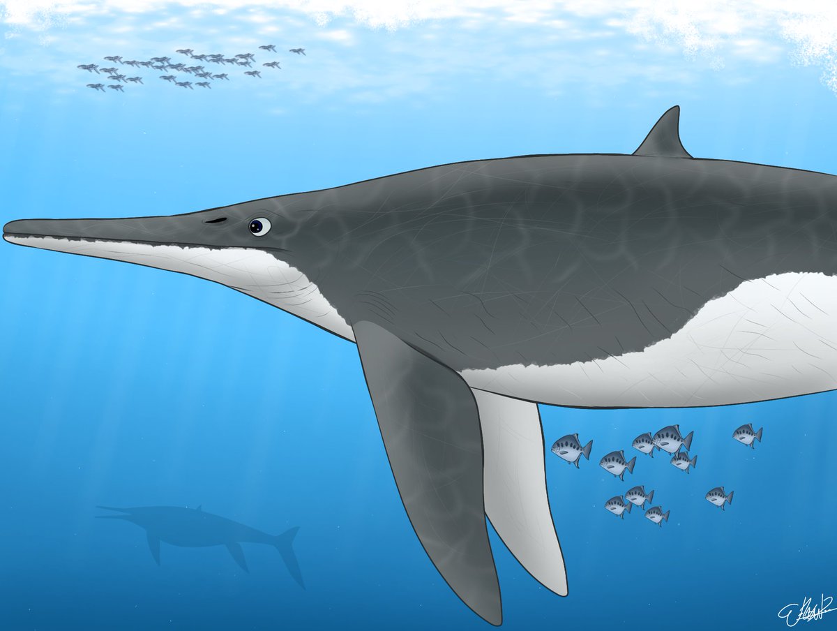 Ichthyotitan severnensis A newly-described giant Shastasaurid (?) ichthyosaur, previously known as 'Lilstock Monster'. It is estimated at about 25m long, as big as a blue whale #Paleoart