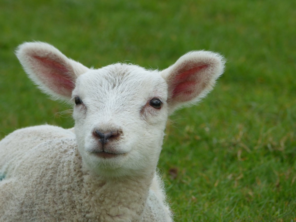 Baa-utiful lambs on the Bath Skyline. Lambing season continues. Please remember to keep your dogs on the lead if you're walking this weekend - thanks. 📷National Trust/Rachel B #LambingTime #BathSkyline #DogsOnLeads #Lambs