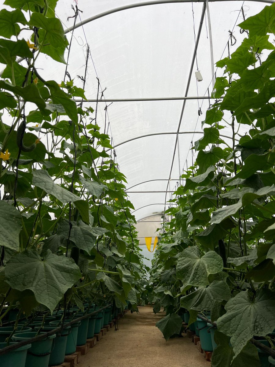 munya_chichevo's tweet photo. Young &amp; innovative 

Soilless farming is an efficient way of evading soil borne pathogens 🦠 that affect plant health

Common soil borne pathogens include Fusarium, Pythium, Rhizoctonia, Phytophthora, Verticillium, Rhizopus, Thielaviopsis &amp; nematodes including Meloidogyne ,cont.. https://t.co/9P37BPq8KX