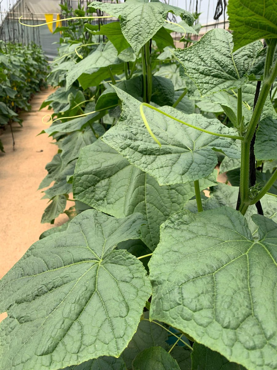 munya_chichevo's tweet photo. Young &amp; innovative 

Soilless farming is an efficient way of evading soil borne pathogens 🦠 that affect plant health

Common soil borne pathogens include Fusarium, Pythium, Rhizoctonia, Phytophthora, Verticillium, Rhizopus, Thielaviopsis &amp; nematodes including Meloidogyne ,cont.. https://t.co/9P37BPq8KX