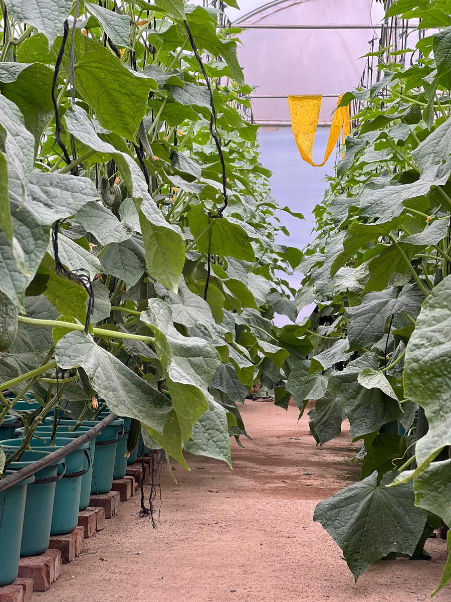 munya_chichevo's tweet photo. Young &amp; innovative 

Soilless farming is an efficient way of evading soil borne pathogens 🦠 that affect plant health

Common soil borne pathogens include Fusarium, Pythium, Rhizoctonia, Phytophthora, Verticillium, Rhizopus, Thielaviopsis &amp; nematodes including Meloidogyne ,cont.. https://t.co/9P37BPq8KX