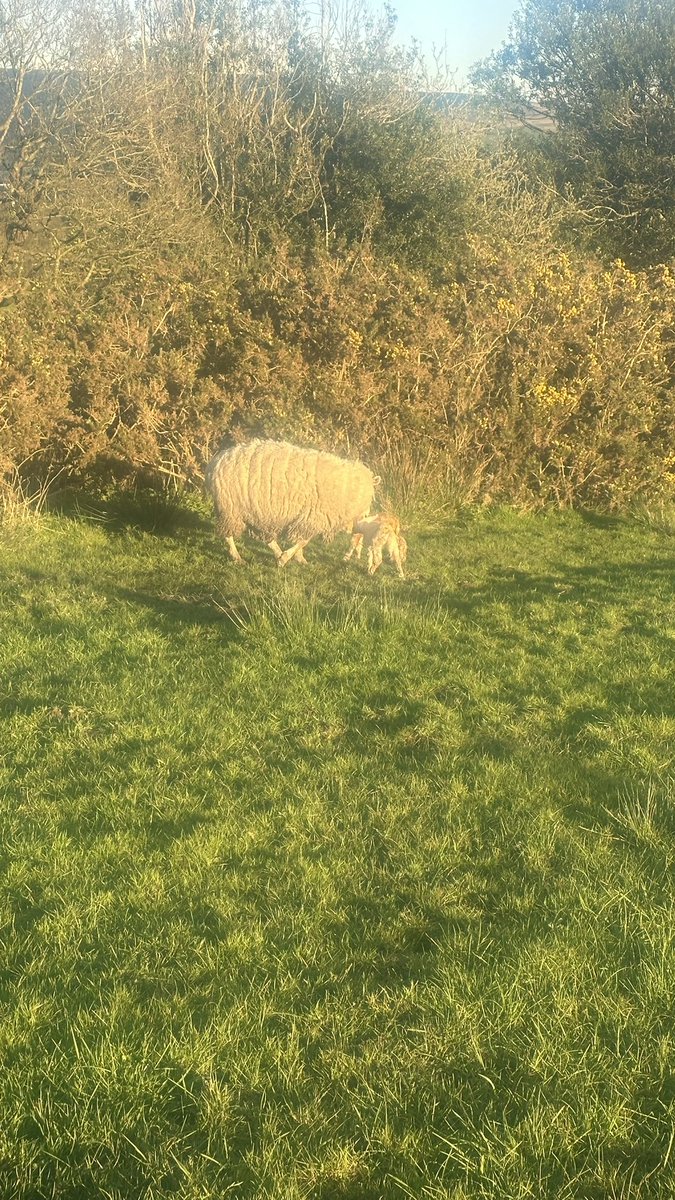 ed_hacking's tweet photo. It’s still wet under foot, ewes are in fair condition with weather, lambs are coming out, triplets still in. #farming #agriculture #sheep #lambing2024 #ribblevalley #bashon https://t.co/NqypivyM6Q
