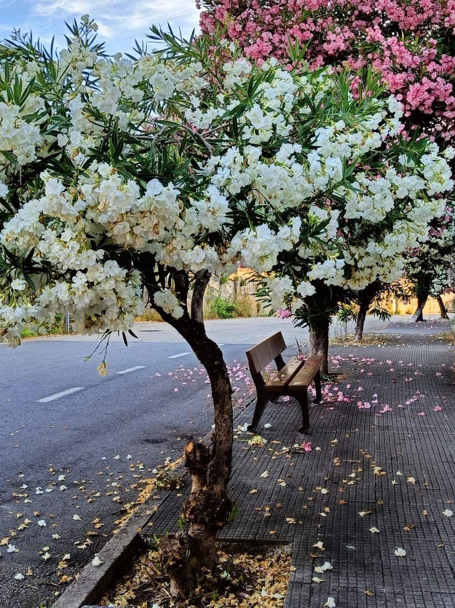 apatrigal's tweet photo. De Rúa das Flores a Rúa dos Esqueletes 

#Vigo, como non !!

@Vigoblog @XornalVigo @vigohistorico @uvigo https://t.co/yZJdNIqg3l