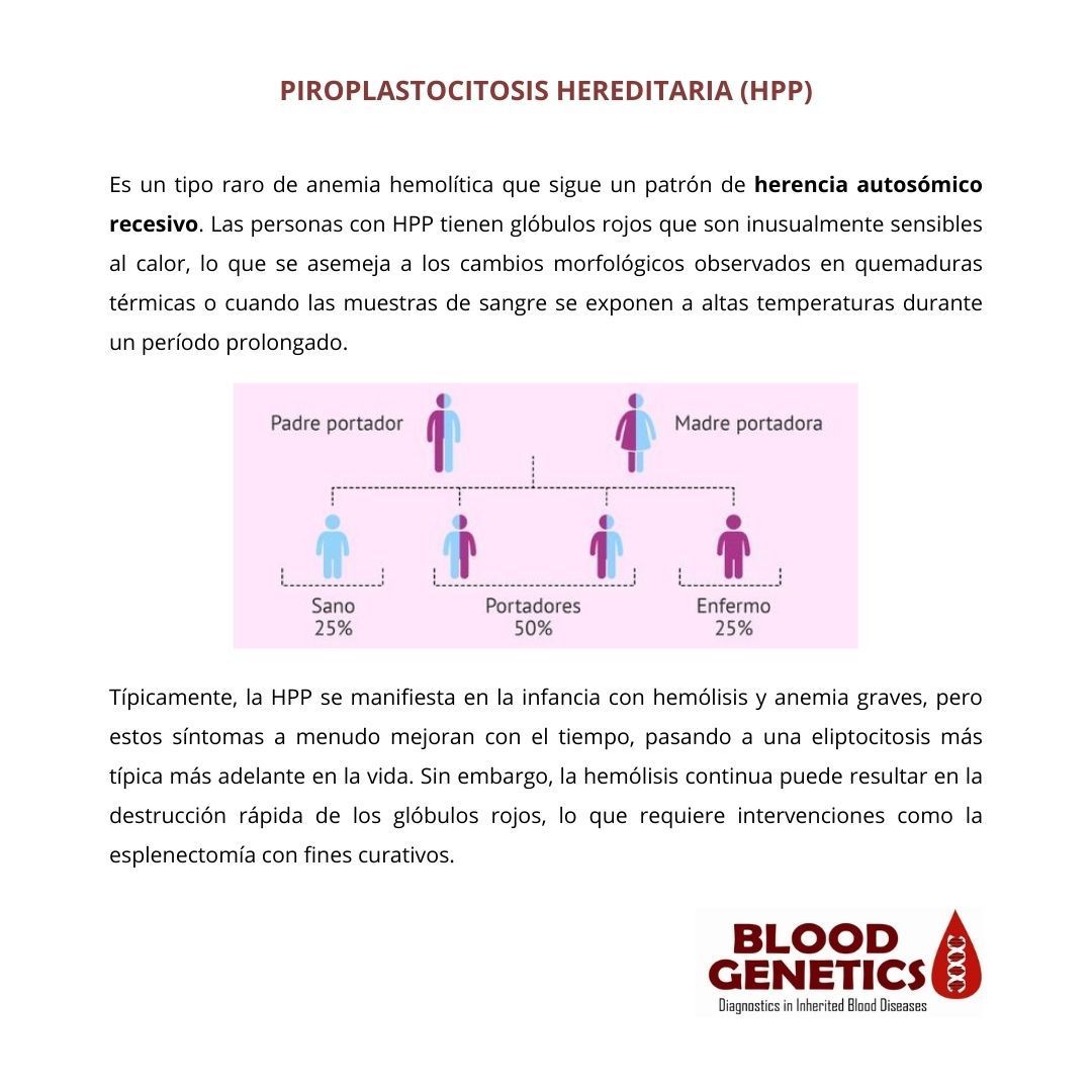 BloodGenetics's tweet photo. En Bloodgenetics, nos dedicamos a ofrecer pruebas genéticas para un diagnóstico preciso de enfermedades raras hematológicas. 

Por eso, creemos que es fundamental comprender en detalle este tipo de enfermedades.

#raredisease #genetic #hematology_lab https://t.co/GMX92fj4sD