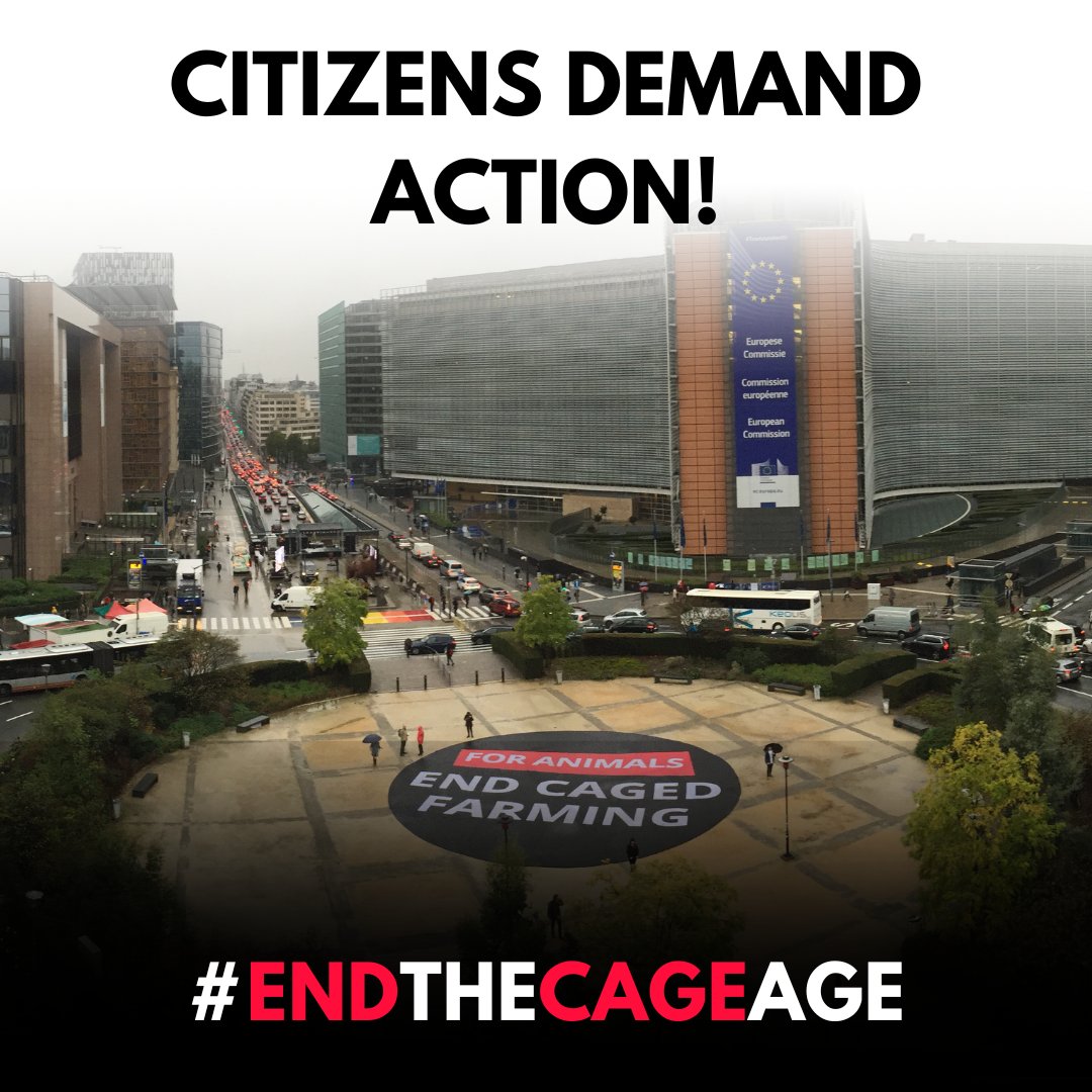 We’ve launched the #EndTheCageAge legal action to get the European Commission to publish its plans to ban cages. We're using the legal system to ensure the voices of EU citizens are heard! Show your support by sharing this post & tagging  @vonderleyen