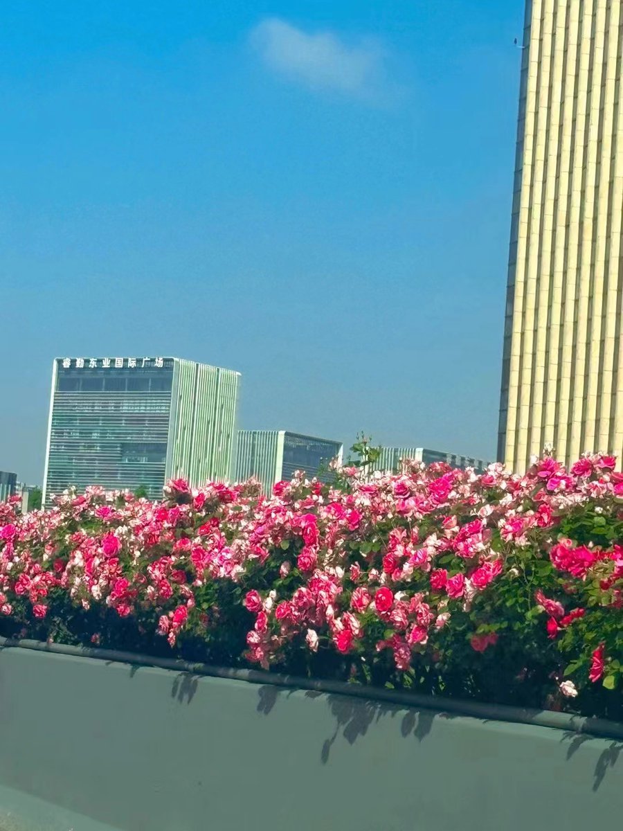 MaysunWindy's tweet photo. The tenderness along the way is given to travelers in spring❤️ https://t.co/5quFmLfQEy