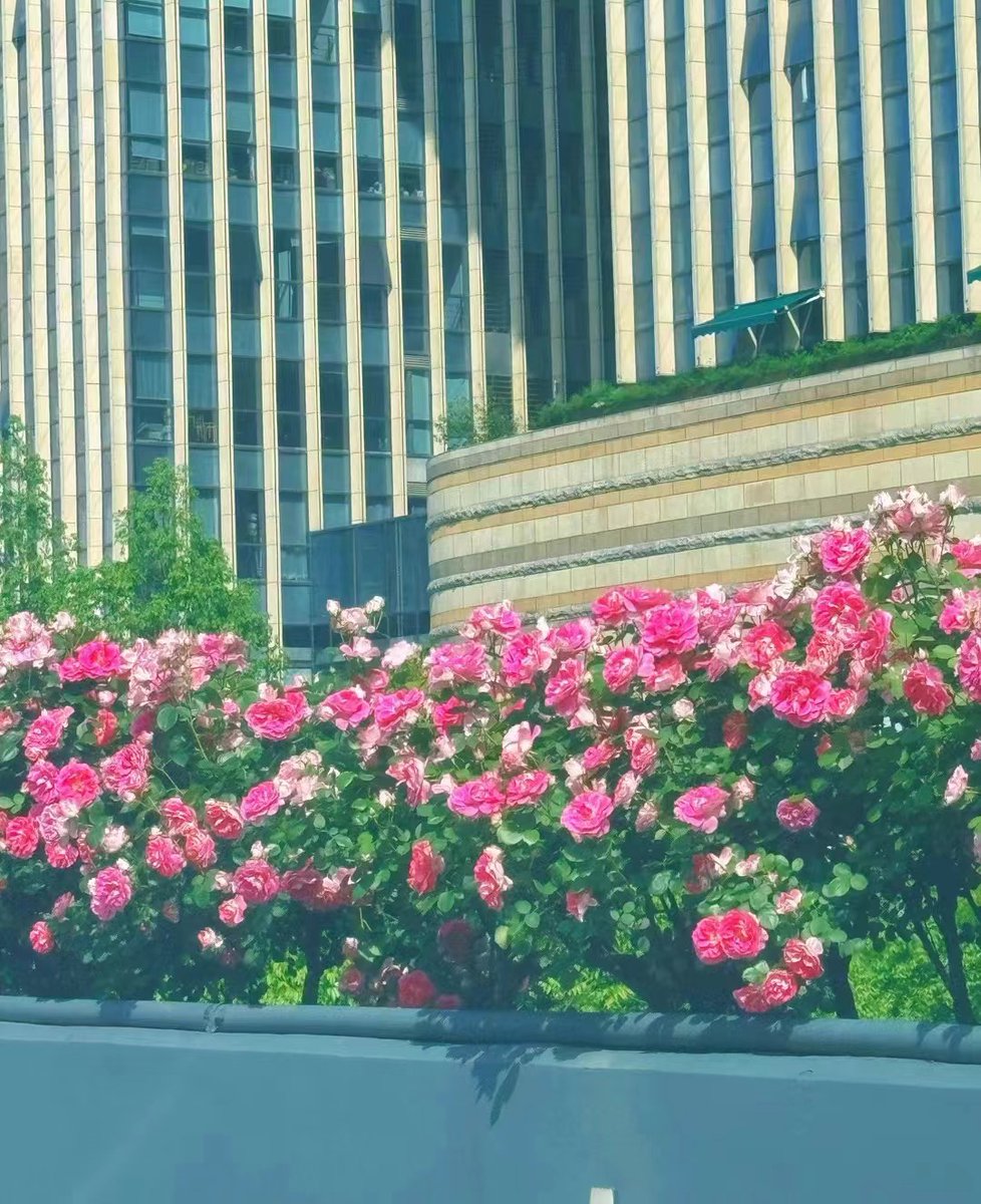 MaysunWindy's tweet photo. The tenderness along the way is given to travelers in spring❤️ https://t.co/5quFmLfQEy