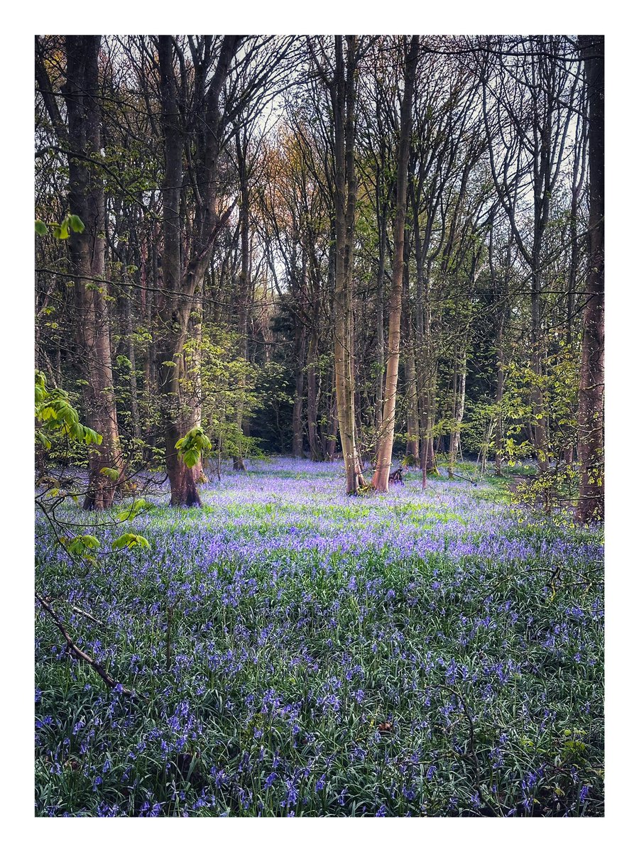 Good Morning and a happy Thursday - an image from today’s early walk around Hay Wood. #bluebells #TreeClub