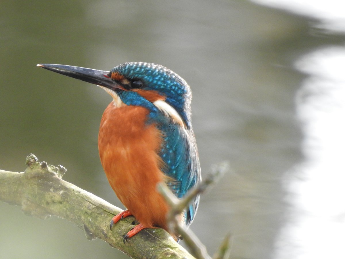 King of Coppermill Male kingfisher @E17Wetlands on Coppermill Stream. What a treat to get so close. #LondonBirds #BirdsSeenIn2024 #nature #wildlife #kingfisher #kingfishers @WildLondon @Natures_Voice #birdphotography #walthamstow