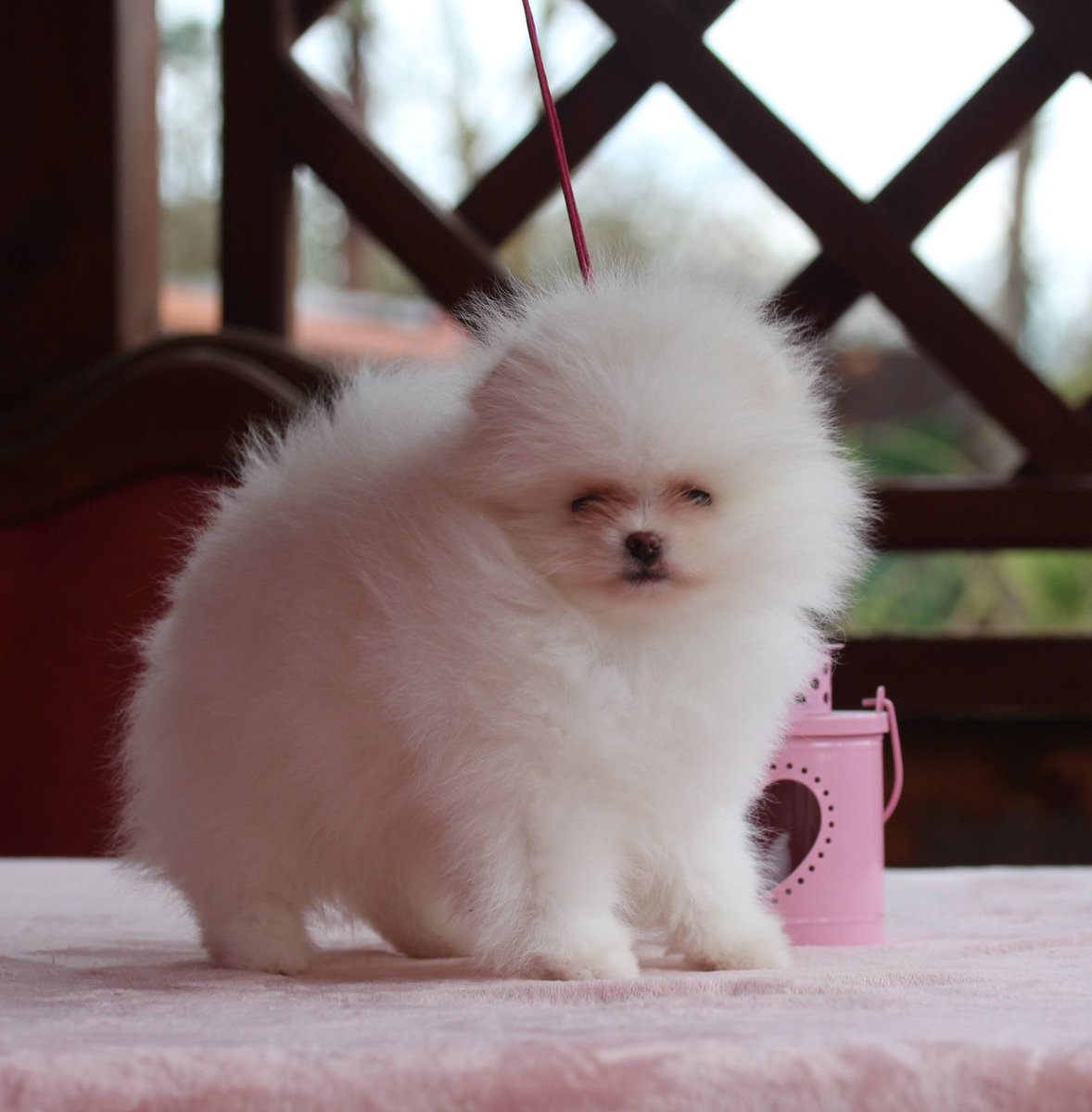 pomqueens's tweet photo. 🟣Dit is Dotty. Een actief, lief en aanhankelijk vrouwtje. 
-
-
#pomeranian #pomeriaan #pom #puppy #beertje #teddy #pup #puppylove #cutedogs #goodnight #puppyoftheday #pictureoftheday #pic #pomqueens #fyp #sunday #photoshoot #love #
 #pomeranians #pomeranianpuppy #pomeranianworld https://t.co/Pr1yDg9BBE