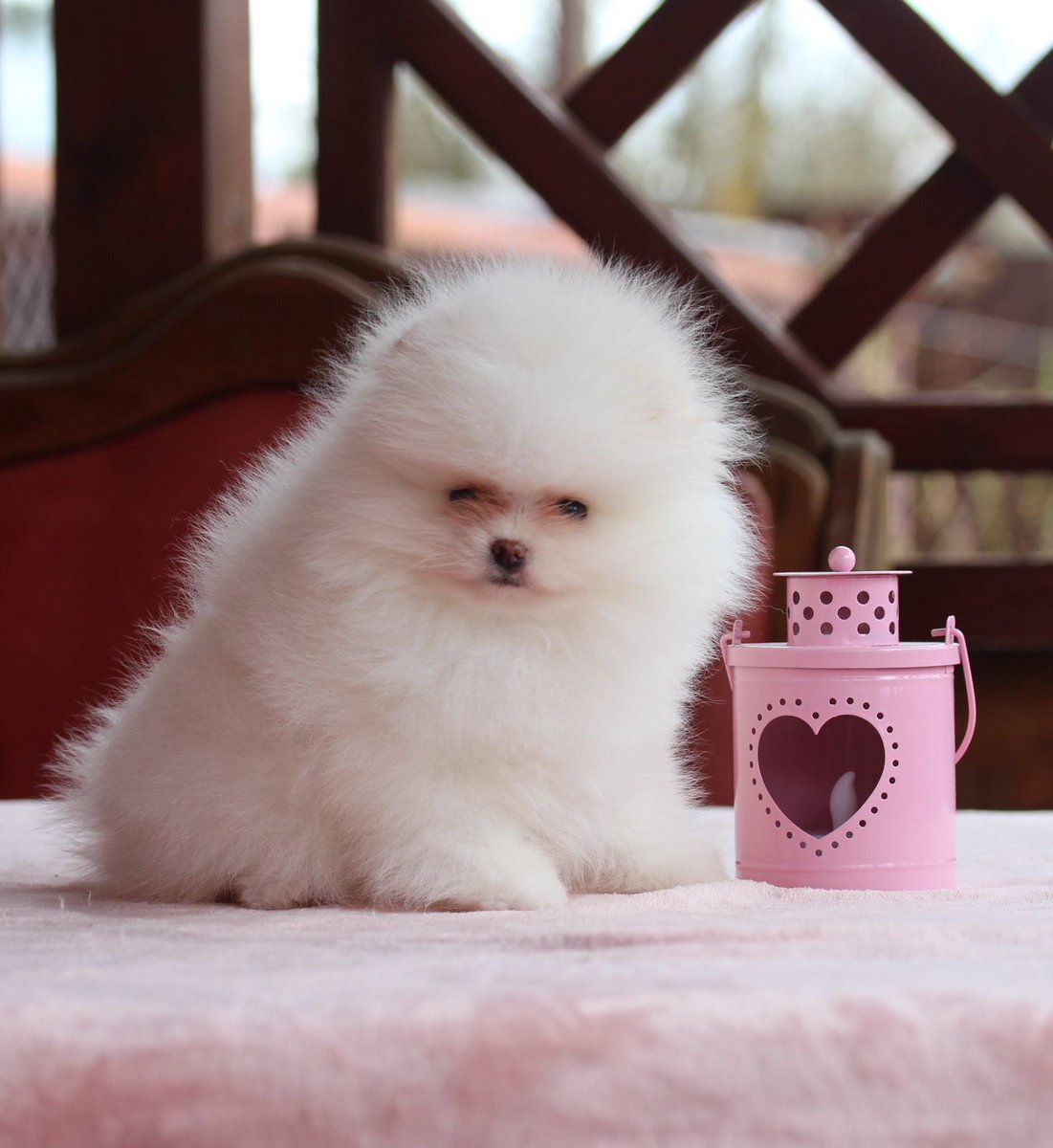 pomqueens's tweet photo. 🟣Dit is Dotty. Een actief, lief en aanhankelijk vrouwtje. 
-
-
#pomeranian #pomeriaan #pom #puppy #beertje #teddy #pup #puppylove #cutedogs #goodnight #puppyoftheday #pictureoftheday #pic #pomqueens #fyp #sunday #photoshoot #love #
 #pomeranians #pomeranianpuppy #pomeranianworld https://t.co/Pr1yDg9BBE