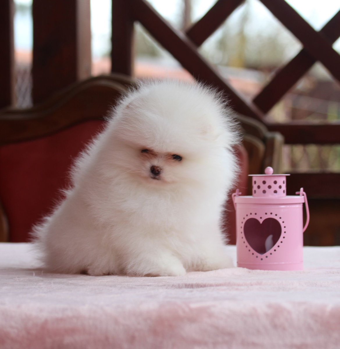 pomqueens's tweet photo. 🟣Dit is Dotty. Een actief, lief en aanhankelijk vrouwtje. 
-
-
#pomeranian #pomeriaan #pom #puppy #beertje #teddy #pup #puppylove #cutedogs #goodnight #puppyoftheday #pictureoftheday #pic #pomqueens #fyp #sunday #photoshoot #love #
 #pomeranians #pomeranianpuppy #pomeranianworld https://t.co/Pr1yDg9BBE