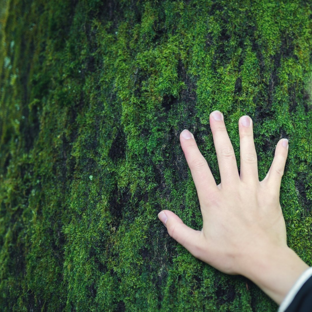 Nature Connection Workshop with @StaffsWildlife Learn about how spending time in nature can transform your mental & physical health & discuss how we can all start introducing easy steps from today #PertonLibrary Sat 11 May 11:00-11:45 FREE, booking essential(Age 14+)-01902 506050