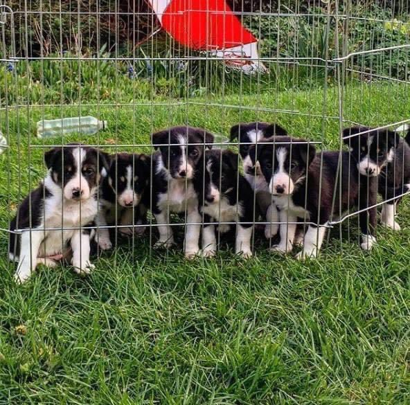 The next generation of farm dogs right here! 👏 🐶 🇬🇧 

📸 Stone Close Country