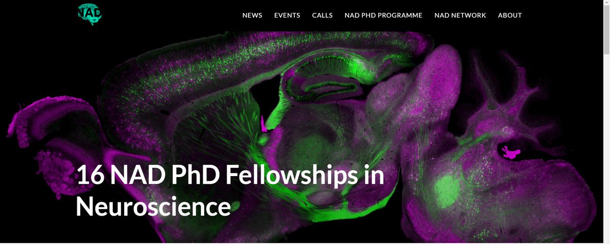 Dreaming of a career in neuroscience 🧠? Neuroscience Academy Denmark 🇩🇰 (NAD) offers 16 fully funded PhD fellowships to exceptional and highly motivated candidates pursuing a career in neuroscience research ‼️ 📅Call deadline: August 12, 2024 👇 neuroscienceacademydenmark.dk/call/16-nad-ph…