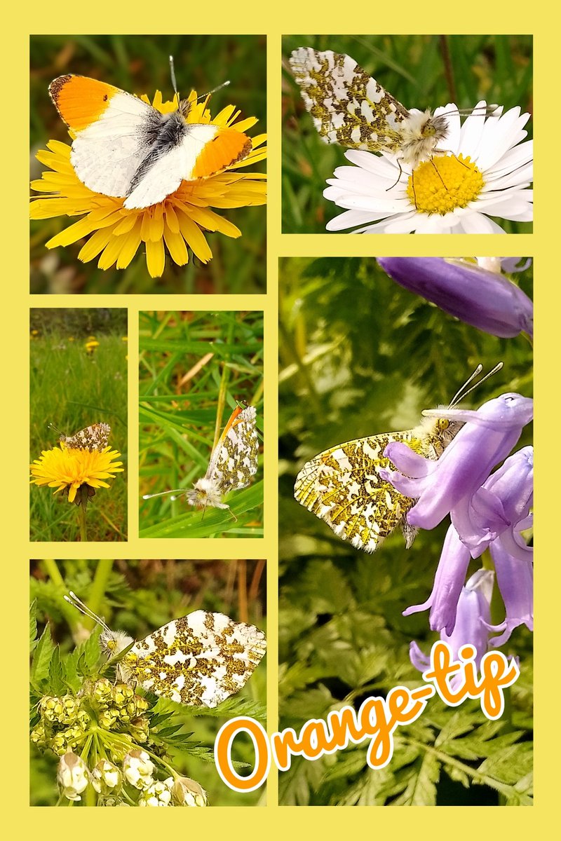 s4r4h_l's tweet photo. #InsectThursday with wonderful #orangetips all seen in the last week in #Lancashire. Really hoping those I found last weekend survived the bad weather, as they were not roosting where I'd seen them previously. Good luck little #butterflies @savebutterflies @BC_Lancs #vitaminN https://t.co/lLwVNhdSCK