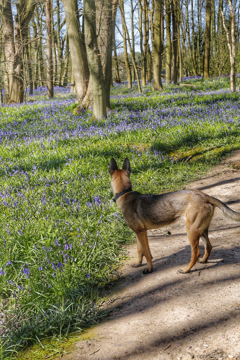 #ThrowbackThursday to this day 2016 and images from that days walks with Little Jazz