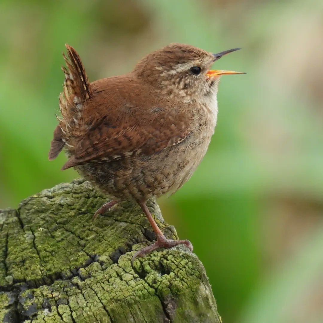 Beautiful little wren having a good sing-song.
#rspb_love_nature