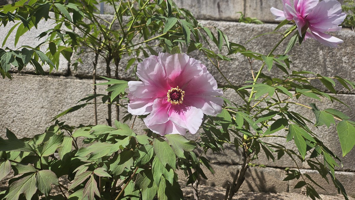 changdeokpalace tweet picture