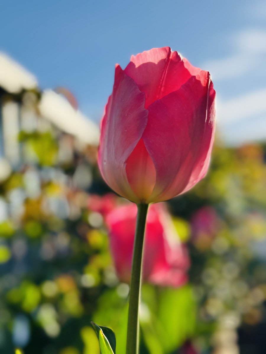 Happy Thursday. Keep an eye out for positive moments #pedsicu #TulipGarden #coloursofspring #citygarden #Birmingham