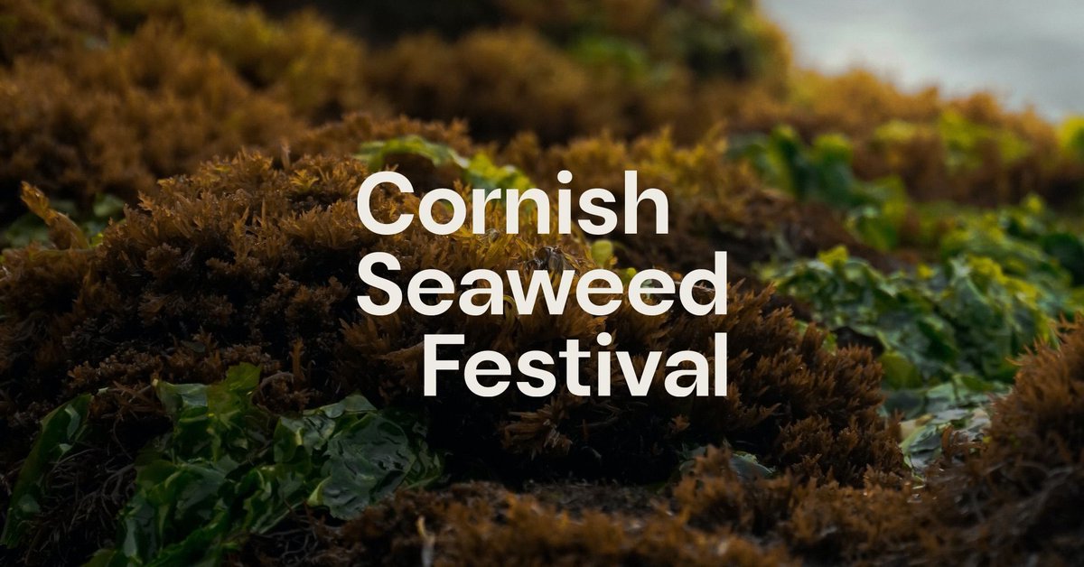 Dive into the wonders of the Cornish Seaweed Festival!🐚 Join us for this FREE event in Marazion, 11-12 May. Unlock the secrets of seaweed & connect with our Cornish coast🌊🪸 BOOK NOW: buff.ly/49GbXln Hosted with @NE_DCIoS @MountsBayMarine & @LinneanSociety