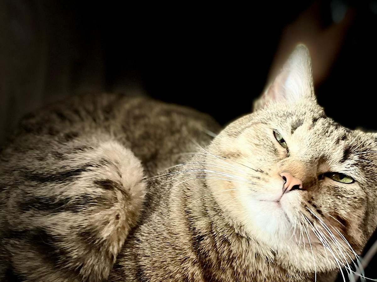 Viljams aug, bet neviens nav interesējies par adopciju. 
Nu jau 10 mēnešus jauns, potēts, kastrēts. 
Runčuks ir izteikti mīlīgs un ļoti tīrīgs. 
Dzīvo pagaidu mājās pie manas meitas. Interesentiem iedošu whatapp kontaktus! 

Lūgums padalīties ar šo ziņu!