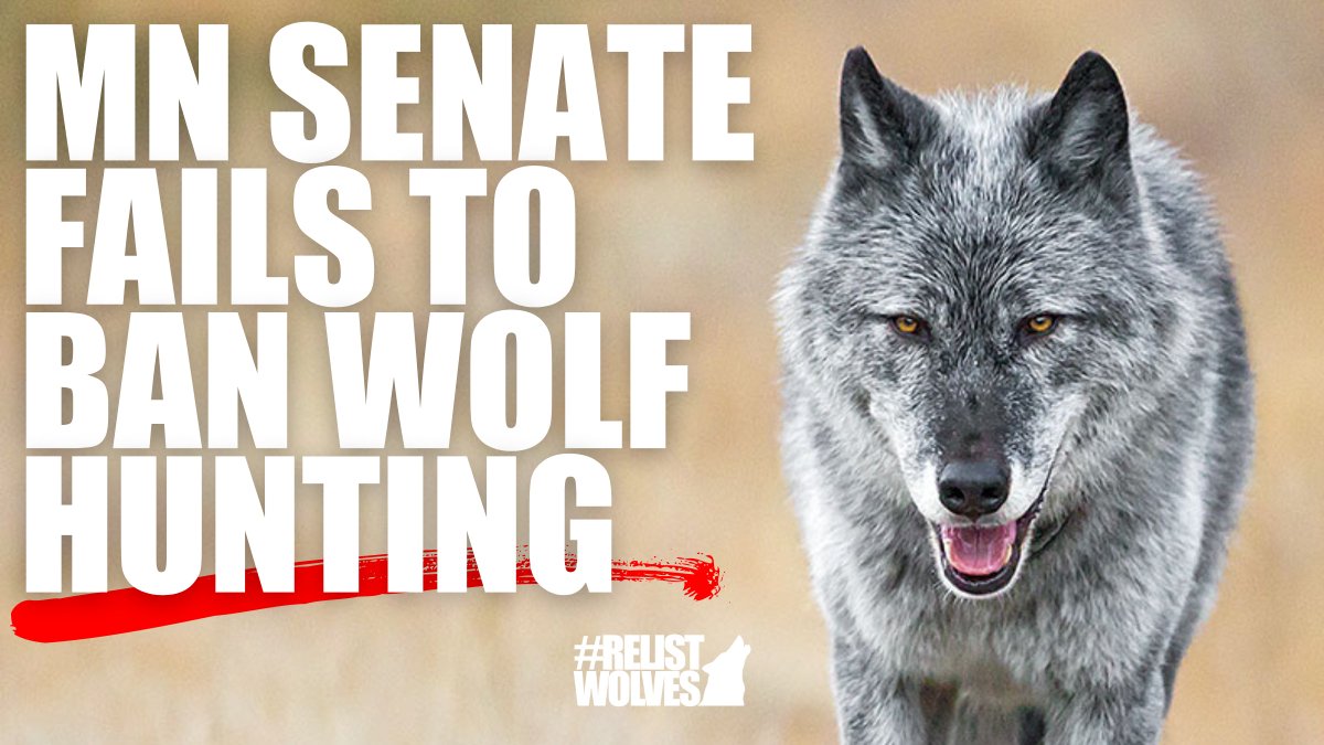 While it's crucial to #BanWolfHunting from state laws, the recent vote maintains pressure on legislators to adhere to the public & scientific consensus to protect wolves for future generations. Read the press release from @‌Howling4Wolves: bit.ly/4aUnz5o