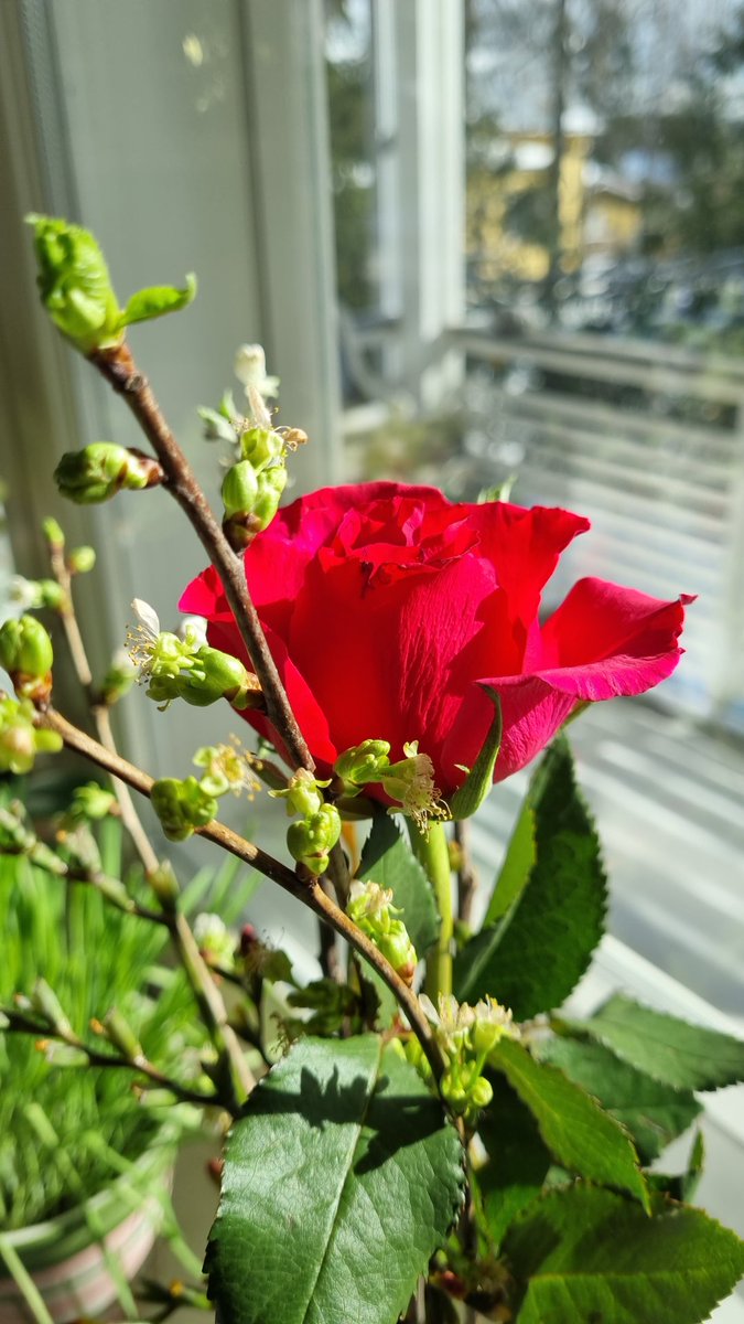 Yksi hienoimmista asioista on saada uusia ihmisiä elämäänsä. Ja erityisesti nuoria, jotka heittämällä osuvat suoraan sydänalaan osaksi omaa perhettä. Eilen uusi ’lapseni’ saavutti elämässään hienon virstanpylvään. Myötäelämisen onni on ihanaa🩷