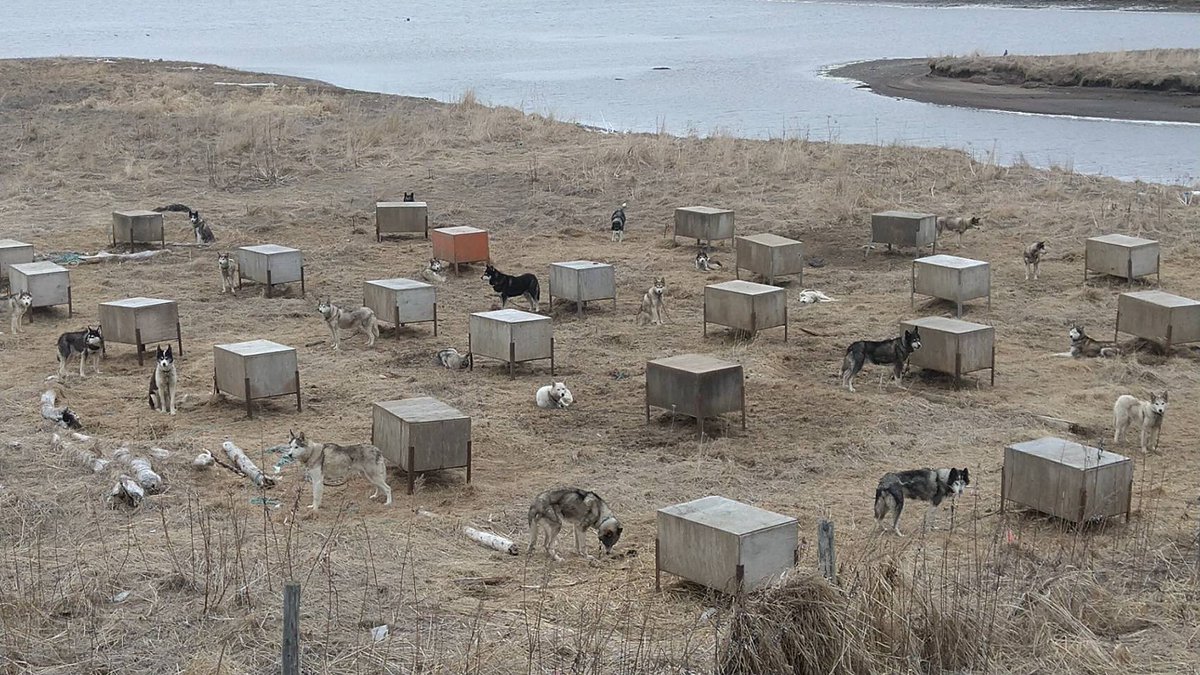 北海道、道東のある地域で犬橇用の犬達が悲惨な飼われ方をしている。
犬達はとある過酷な土地にまとめて繋がれ、飼い主は別の所にいて一日一回水と餌を与えると言う。
水は食事の時一回だけ。
訓練のシーズン以外は繋がれっ放し。
14歳の老犬はガリガリだと言う。⬇
#動物虐待 
#動物はモノじゃない