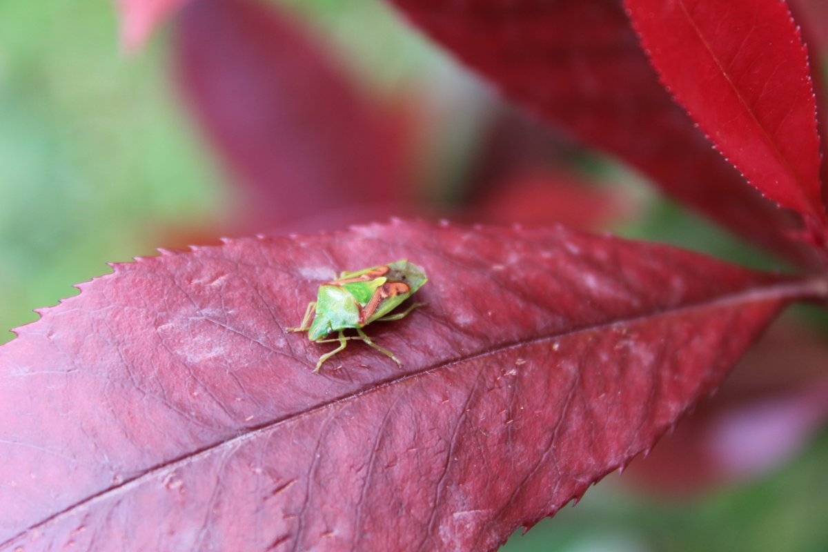 hmblank's tweet photo. Wat een goed idee van deze jeneverbeskielwants (dank Google!) om in onze tuin op een rood blad te gaan zitten. Volgend jaar #insectvanhetjaar? #natuur https://t.co/WblxmN0mX3