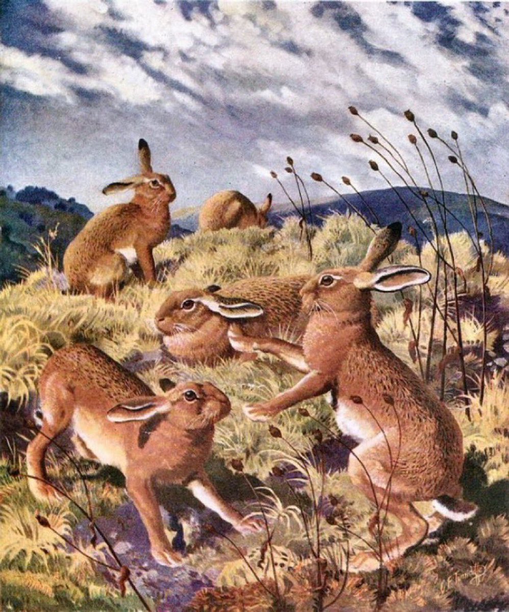 ‘A Drove of Hares’ (From a vintage ad produced for Boots the chemist) Artist: CF Tunnicliffe