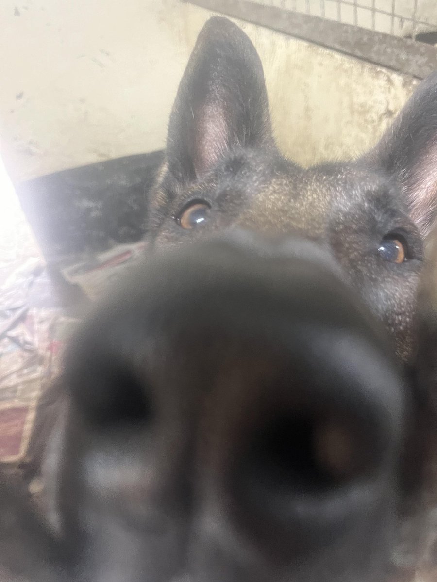 Thursday morning Snoot Boop from Rolo at the #Essex kennels #BoopBoop 😍

#dogs #GermanShepherd #Thursday #thursdaymorning