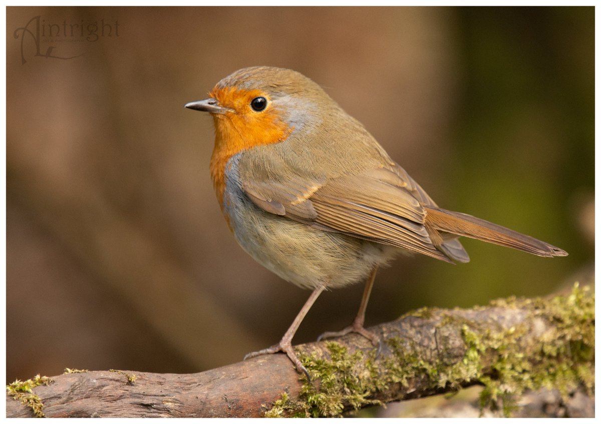 Smudge the Robin. Photographed yesterday in between the showers. #TwitterNatureCommunity #birdphotography #birds #NaturePhotography @Natures_Voice