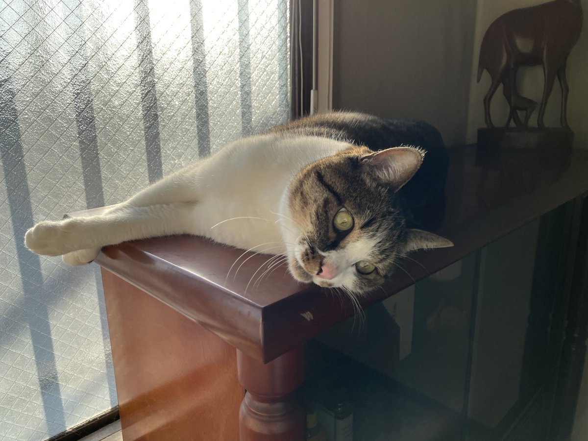 kotetu__ch's tweet image. ひなたぼっこするコテツ君

#猫 #ネコ #動物 #ネコ画像 #猫画像 #かわいい