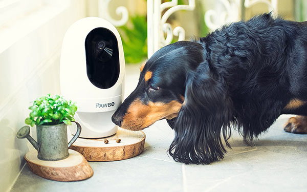 10 Ways to Keep Your Pets Safe and Secure When You’re Not at Home

#petsafety #pets #dogs #petcare #dogsofinstagram #dog #petparents #dogsafety #pethealth #petsofinstagram 

pawsomebuds.com/safety/10-ways…