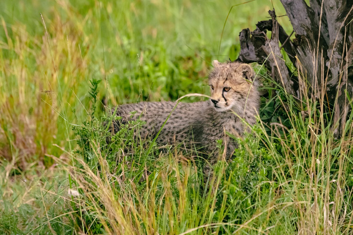 bownaankamal's tweet photo. Wild Cats of Africa
1) Neema cubs 1/3 (Noma-Nariku-Nagol) | Masai Mara | Kenya
2) Matildaโs Cub| Serengeti | Serengeti
3) Nashipai | Masai Mara | Kenya
4) Serval Cat | Masai Mara | Kenya
#catslover #wildlifeofficial #celebrateafrica #catsofafrica #kenia #jawswildlife #saveearth #jawsafrica #mammals