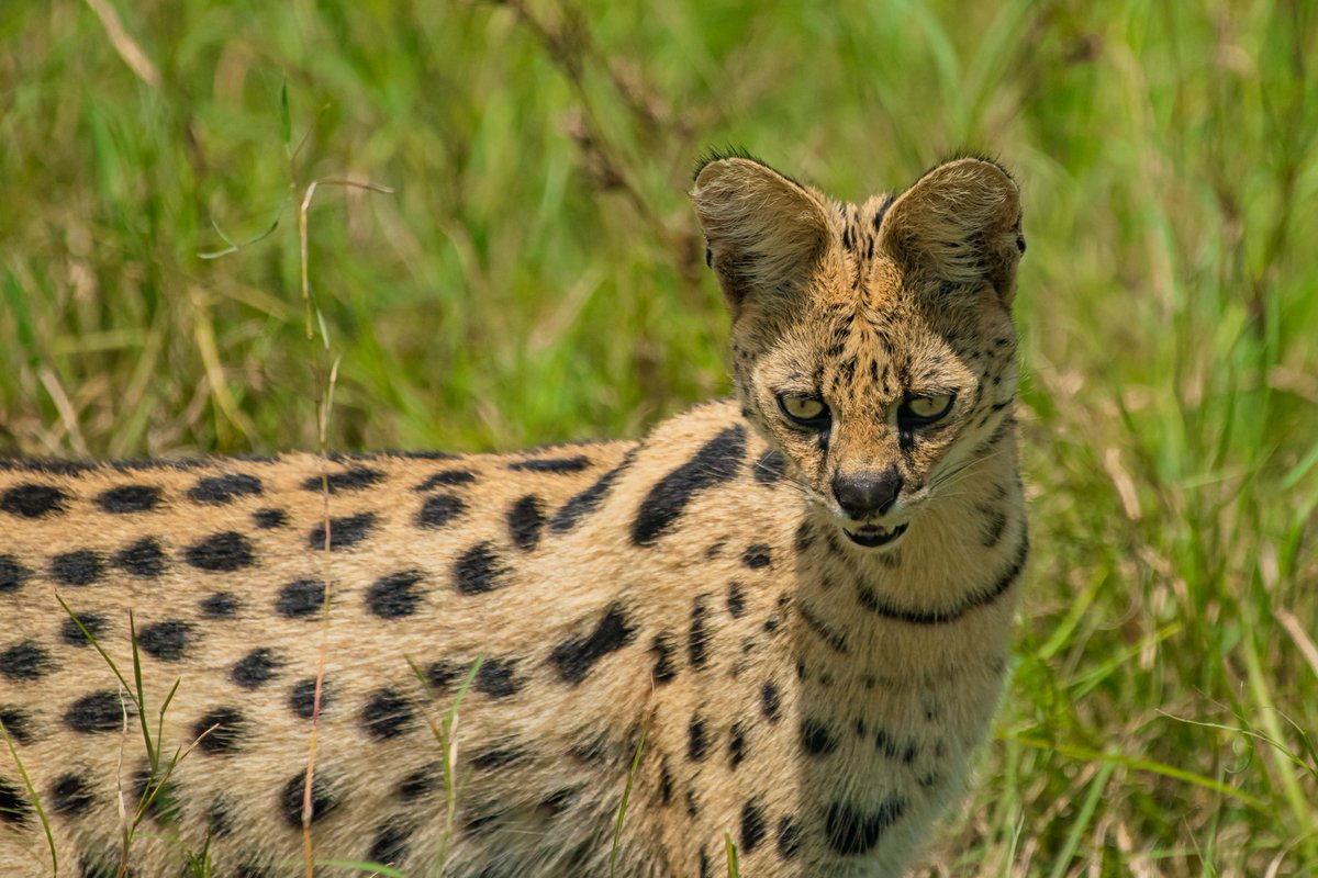 bownaankamal's tweet photo. Wild Cats of Africa
1) Neema cubs 1/3 (Noma-Nariku-Nagol) | Masai Mara | Kenya
2) Matildaโs Cub| Serengeti | Serengeti
3) Nashipai | Masai Mara | Kenya
4) Serval Cat | Masai Mara | Kenya
#catslover #wildlifeofficial #celebrateafrica #catsofafrica #kenia #jawswildlife #saveearth #jawsafrica #mammals