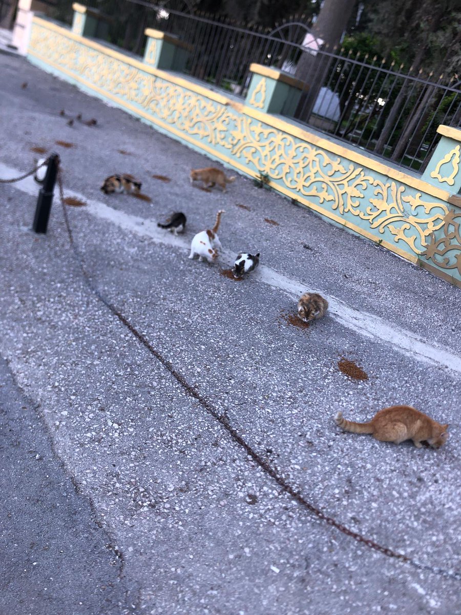 Kumbarada eksideyiz. Klinik borcumuz da baya var. Tek başımıza yıkık dökük bir şehirde bu kadar cana bakamayız. Hiç değilse ilanlarımızı paylaşın. #Hatay