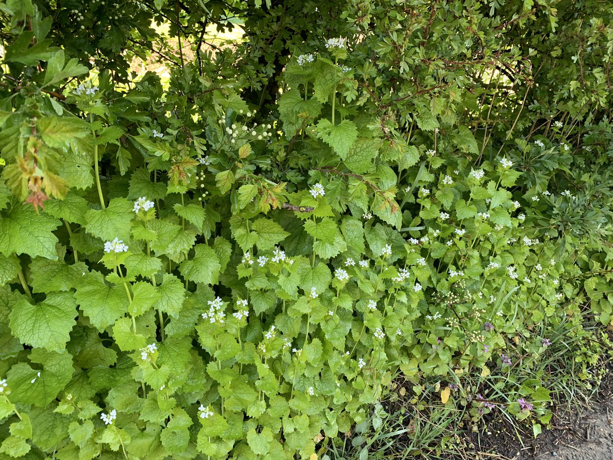 Jack-by-the-hedge 💚 #springflora @suffolkwildlife @Love_plants