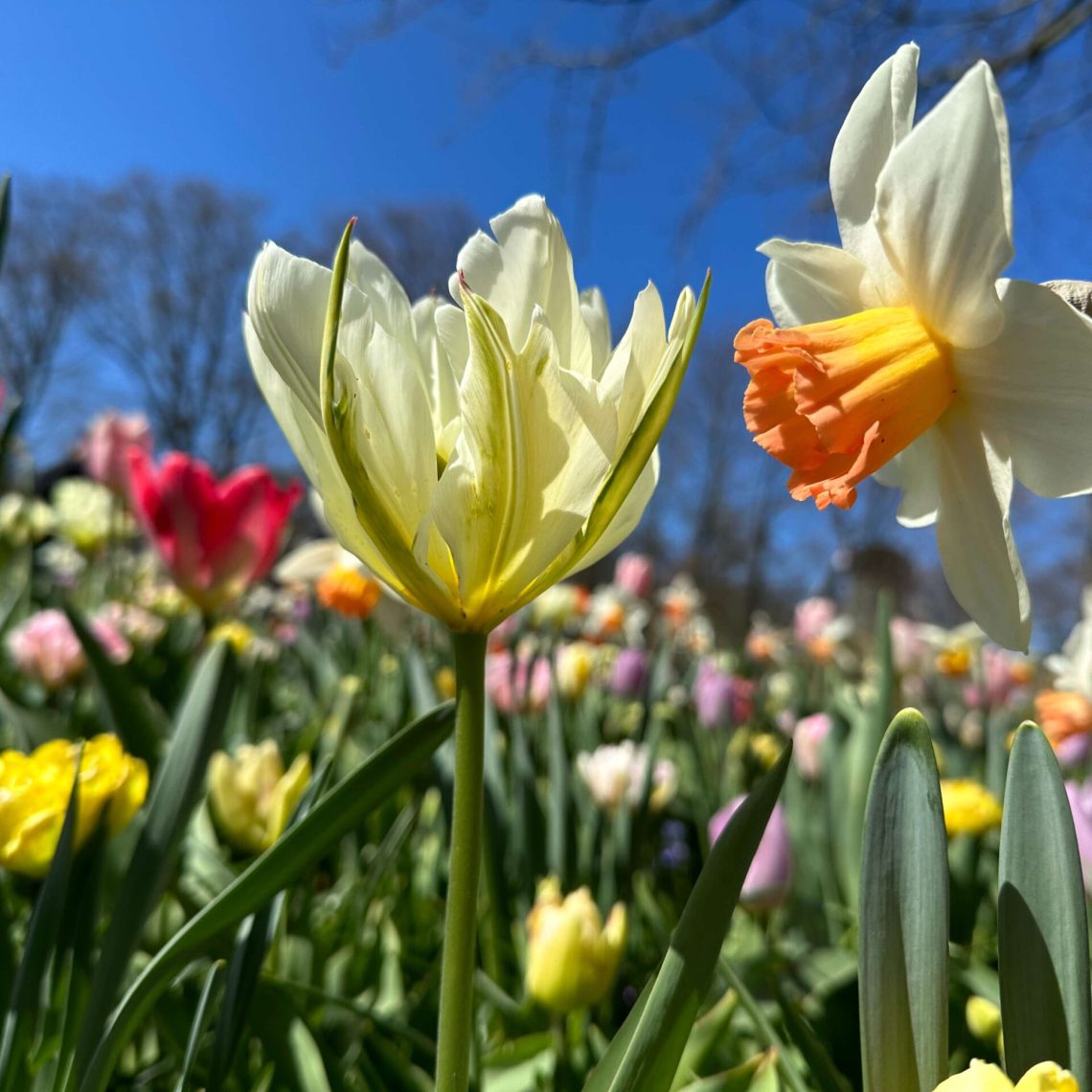 Buenos días Primavera ..