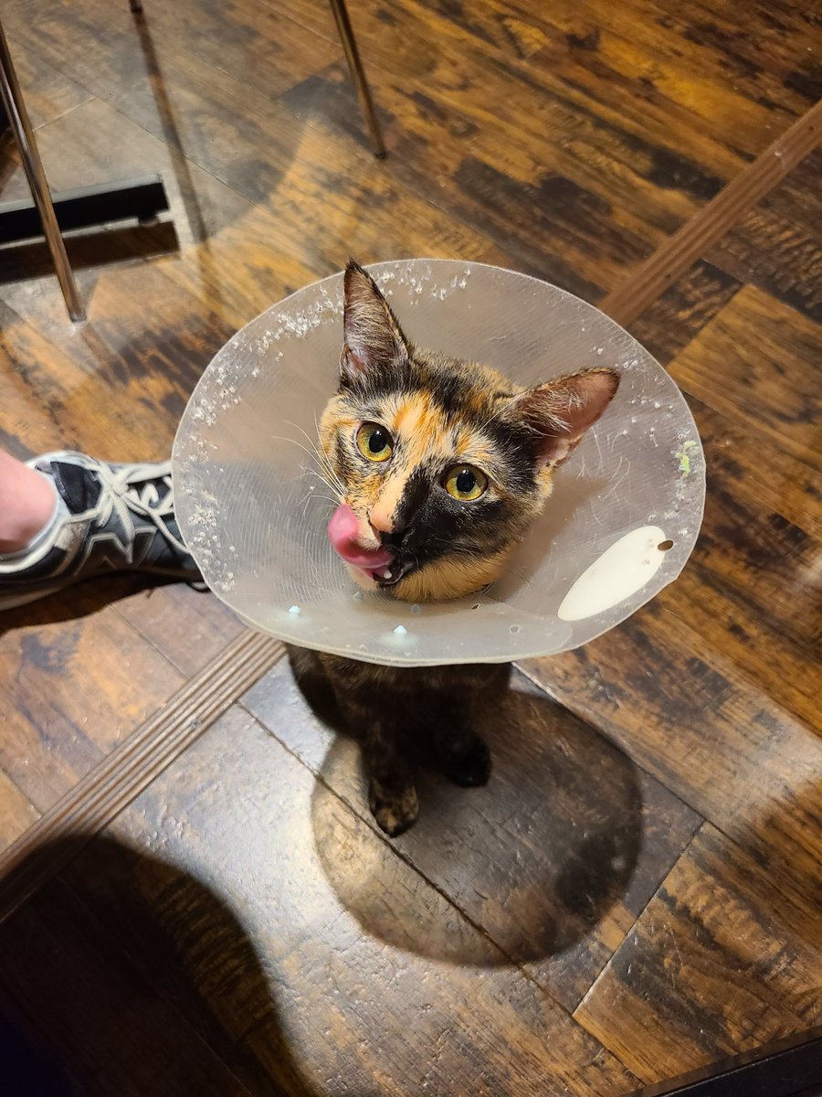 Made a friend at a cat cafe in Japan :)